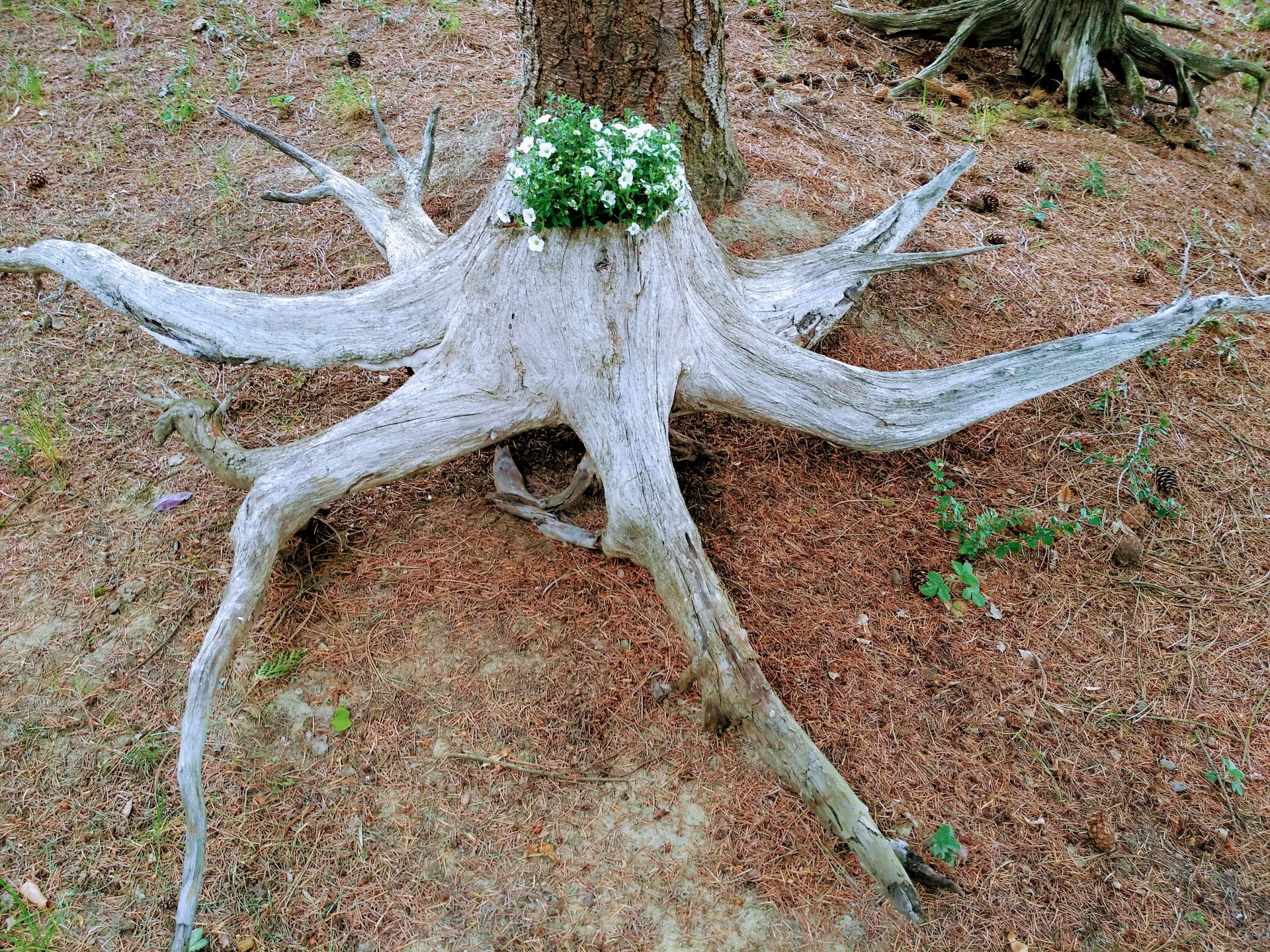 délka 330 cm/výška 58/šířka 155