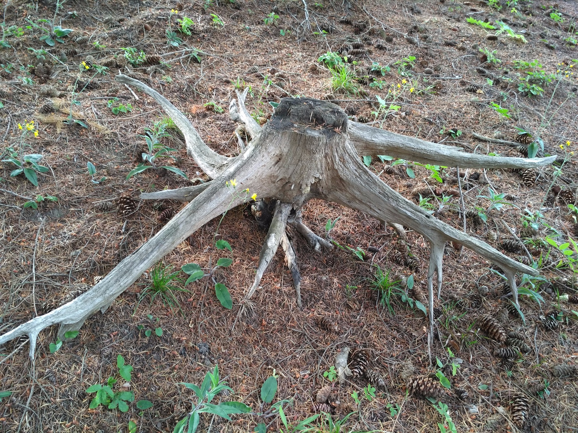 délka 170cm/ výška 45/ šířka 115